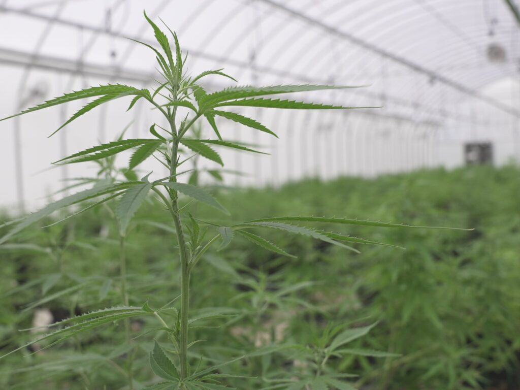 Cannabis Boom in Thailand: A New Green Chapter