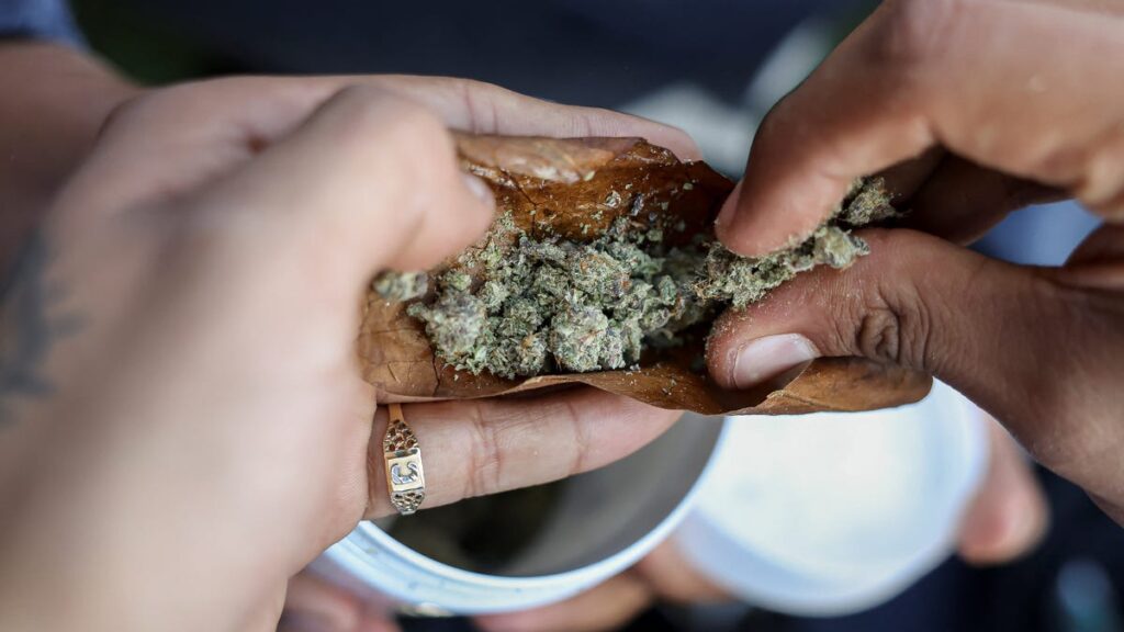 Cannabis Companies Face Challenges as Trump's Tariffs Drive Up Prices