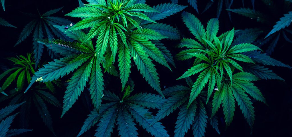 Cannabis: The Neolithic Era's Versatile Crop from East Asia