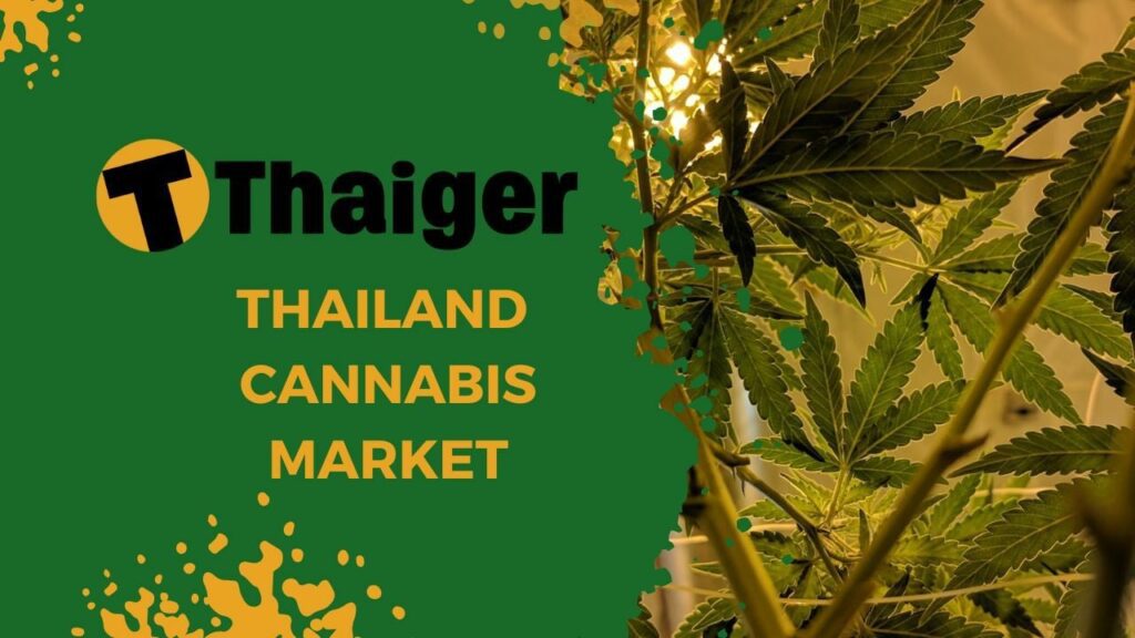 Exploring Thailand's Growing Cannabis Market
