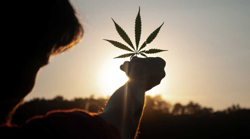 Exploring the Impact of Cannabis Legalization in the U.S. and Indonesia