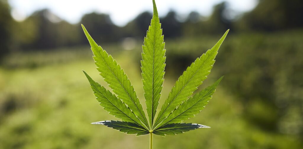 Exploring the Rich and Complex Legacy of Cannabis in Africa