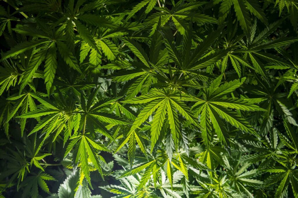 Exploring the Wild Growth of Cannabis in the Himalayas
