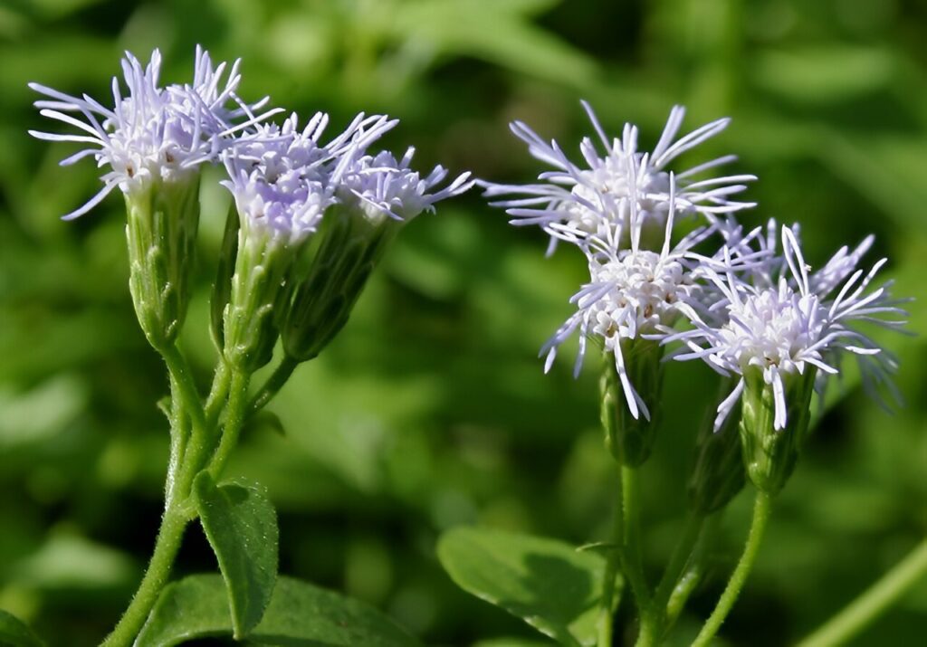Harnessing Citizen Science to Combat Invasive Siam Weed