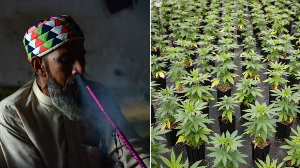 Pakistan Embraces Cannabis for Economic Growth