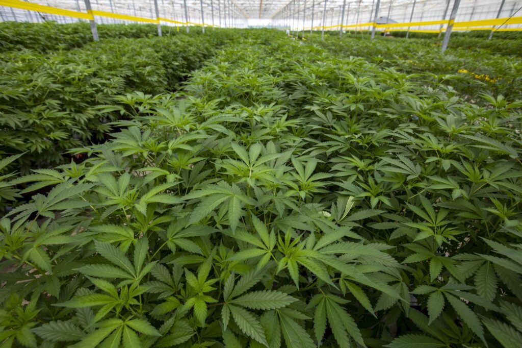 Singapore's Cautious Approach to Medical Cannabis Decriminalization