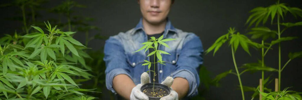 Thailand's Cannabis Revolution: Transforming Life for Expats