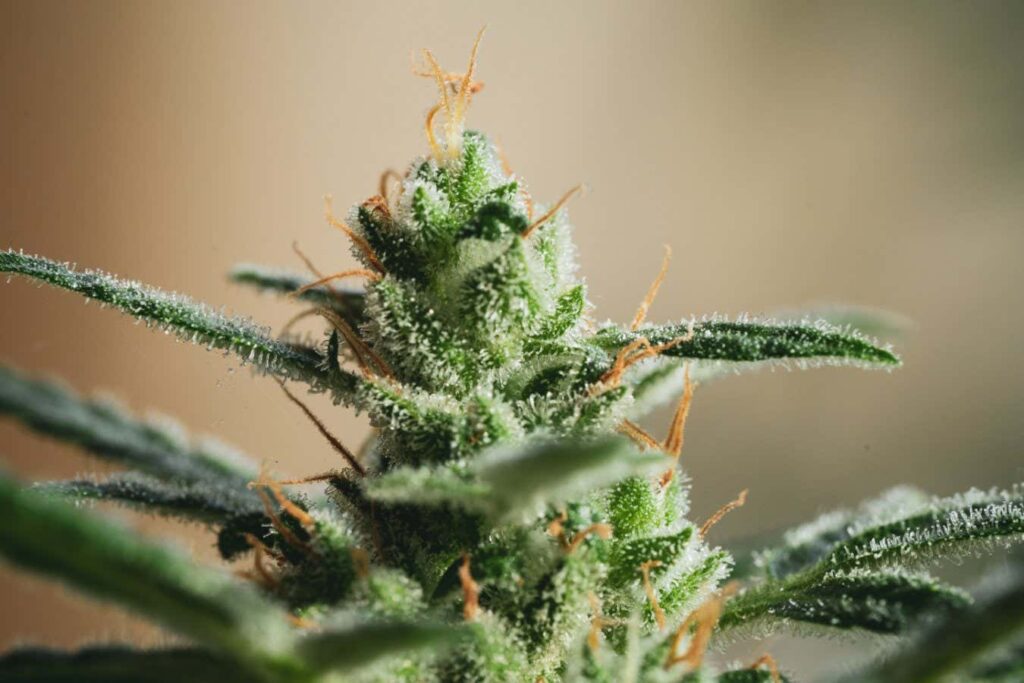The Global Journey of Cannabis: From Local Herb to Worldwide Phenomenon