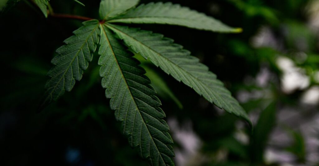 Understanding the CBD Ban in Hong Kong